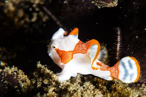 Warty Anglerfish