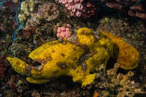 Warty Anglerfish
