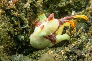 Warty Anglerfish