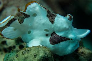 Warty Anglerfish