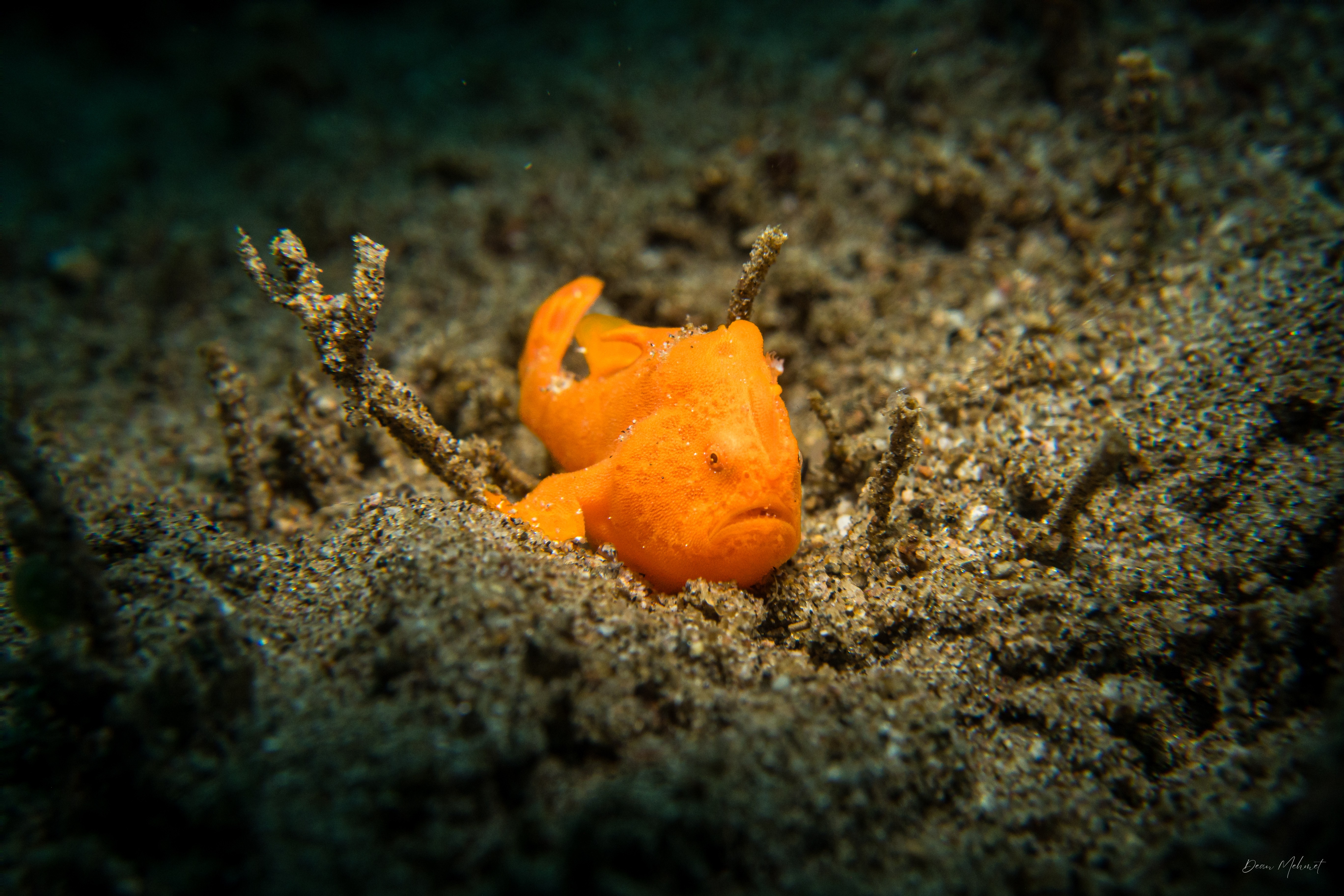 Painted Anglerfish