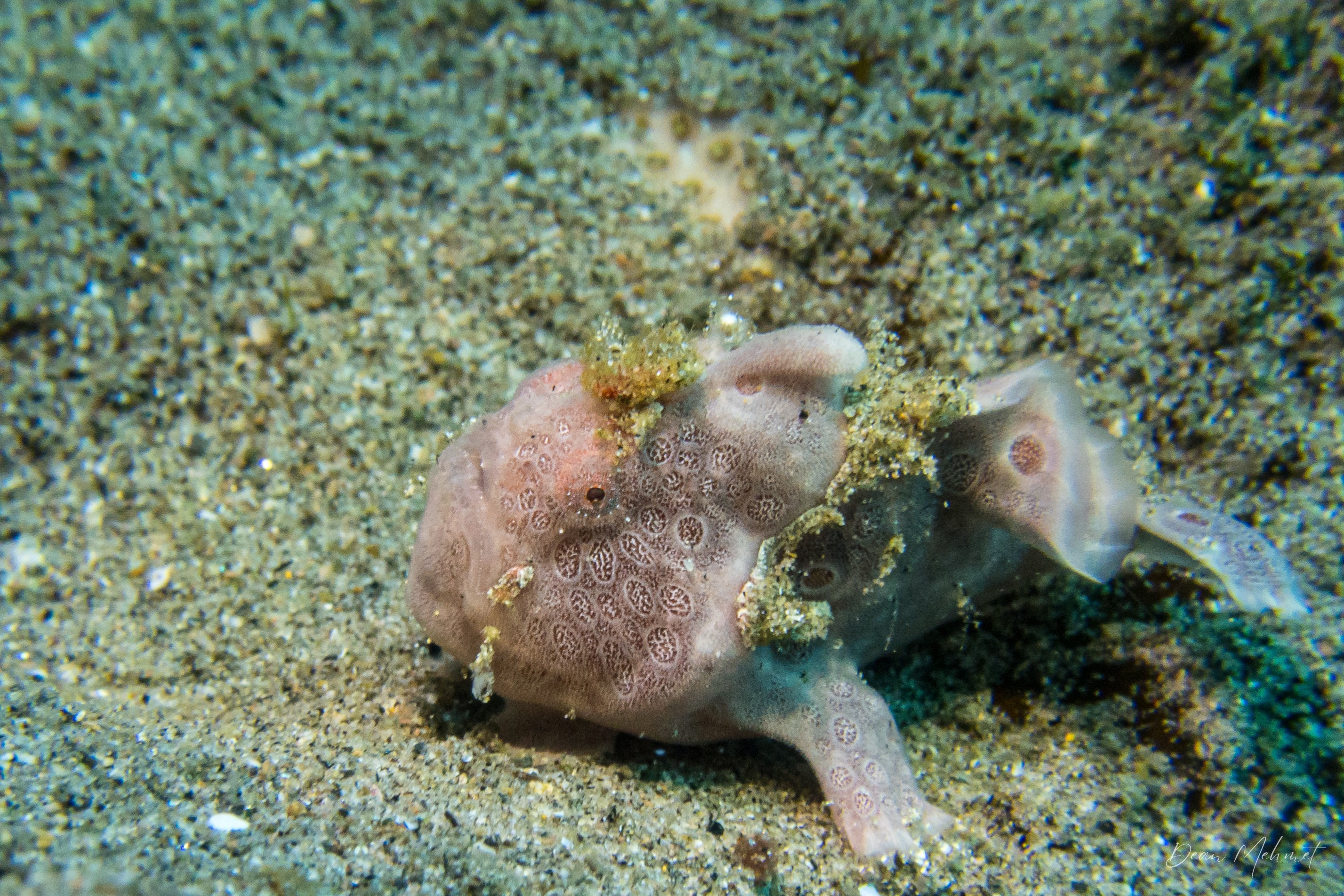 Painted Anglerfish