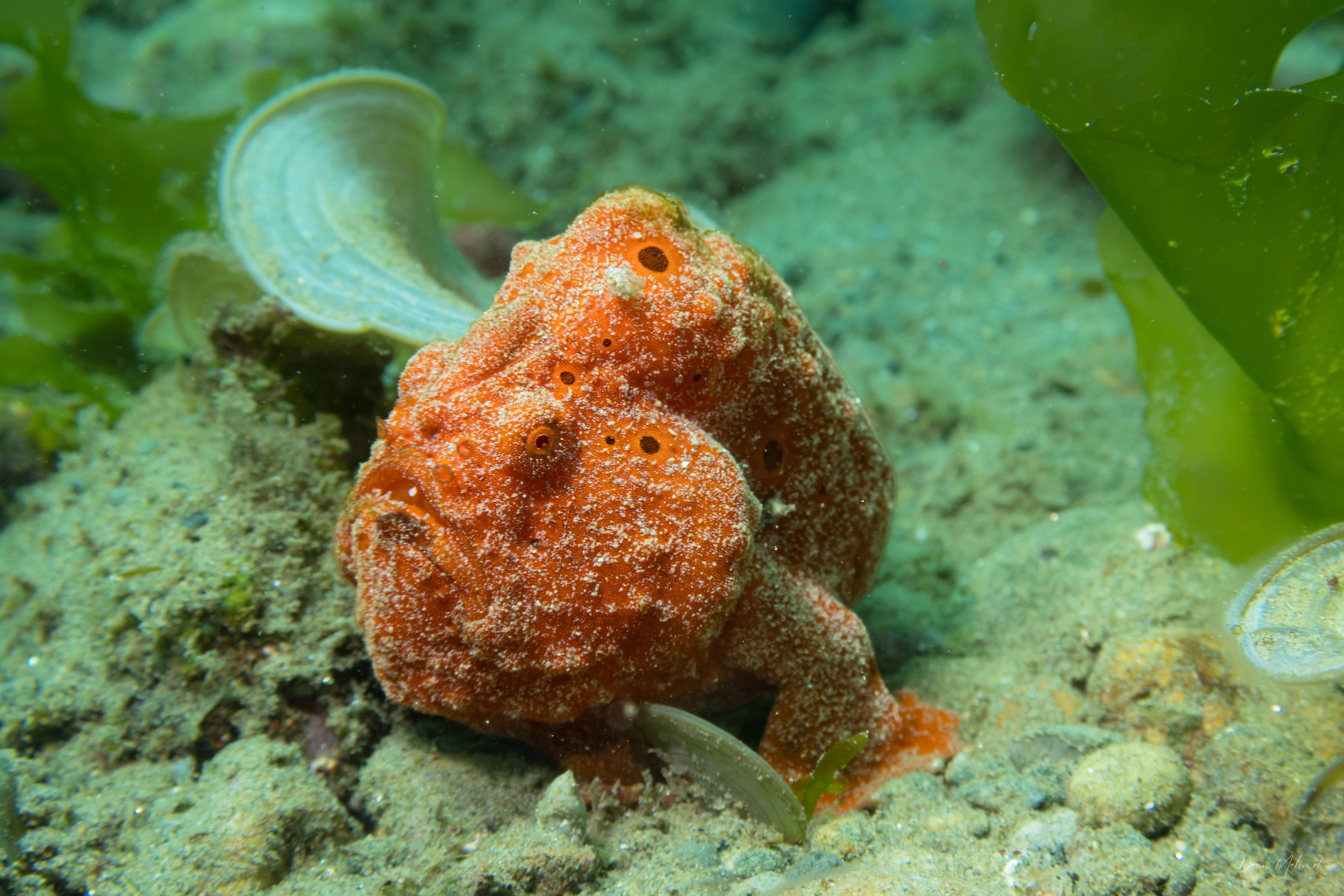 Painted Anglerfish