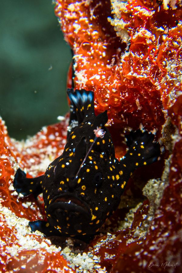 Painted Anglerfish - Puerto Galera / 21 May 2026