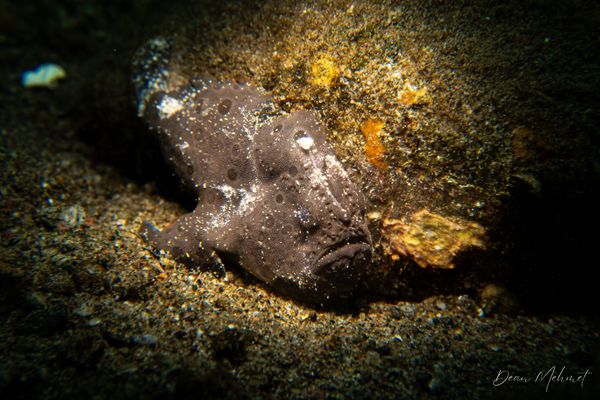 Painted Anglerfish - Photo 8