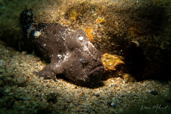 Painted Anglerfish - Photo 7