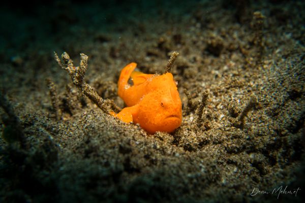 Painted Anglerfish - Photo 8
