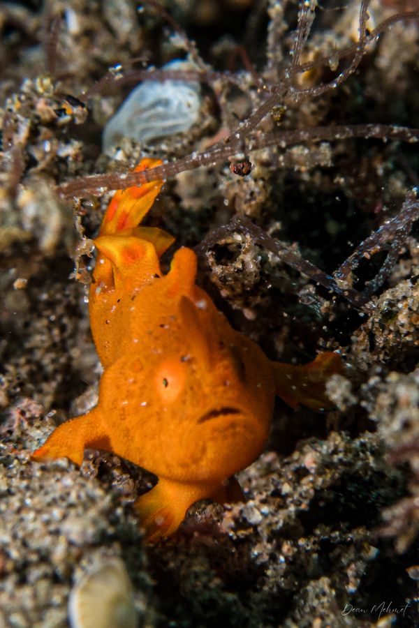 Painted Anglerfish - Photo 9