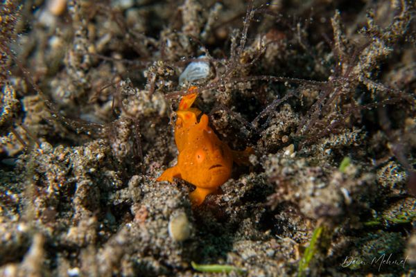 Painted Anglerfish - Photo 10