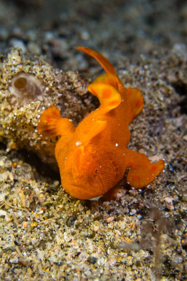 Painted Anglerfish - Photo 11