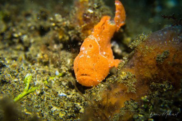 Painted Anglerfish - Photo 12