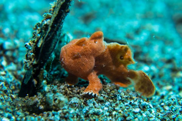 Painted Anglerfish - Photo 3
