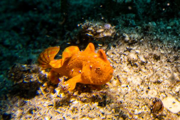 Painted Anglerfish - Photo 16