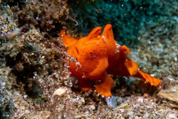 Painted Anglerfish - Photo 20
