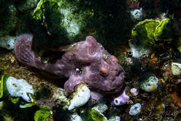 Painted Anglerfish - Photo 21