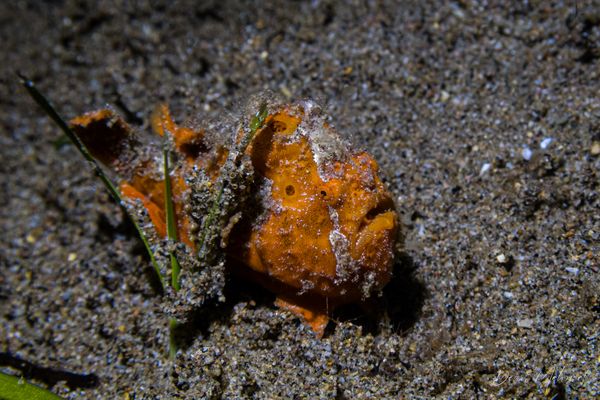 Painted Anglerfish - Photo 22