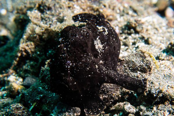 Painted Anglerfish - Photo 23