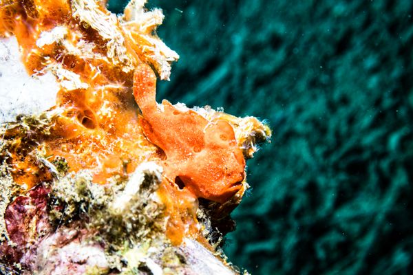 Painted Anglerfish - Photo 25