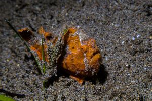 Painted Anglerfish