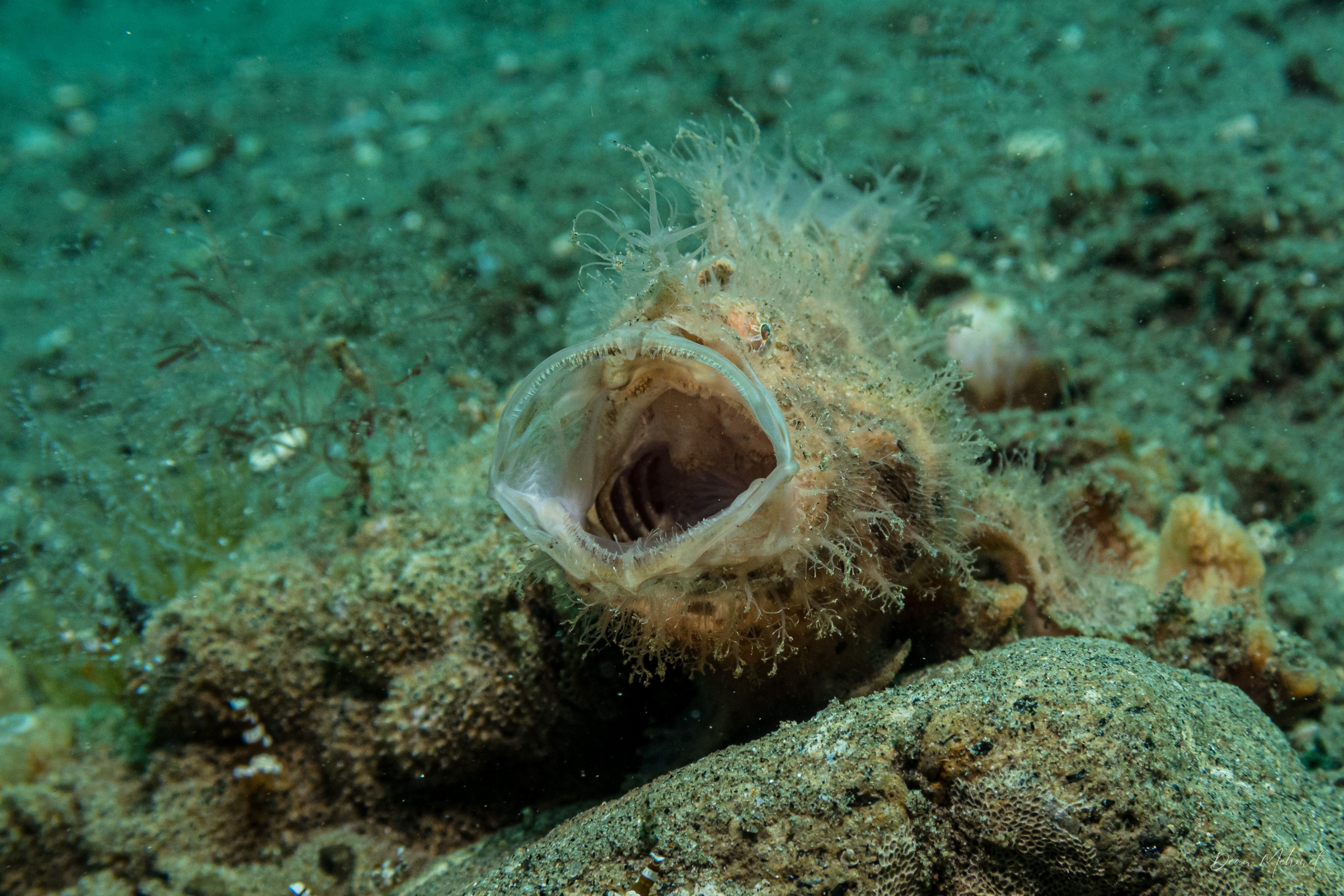Striate Anglerfish