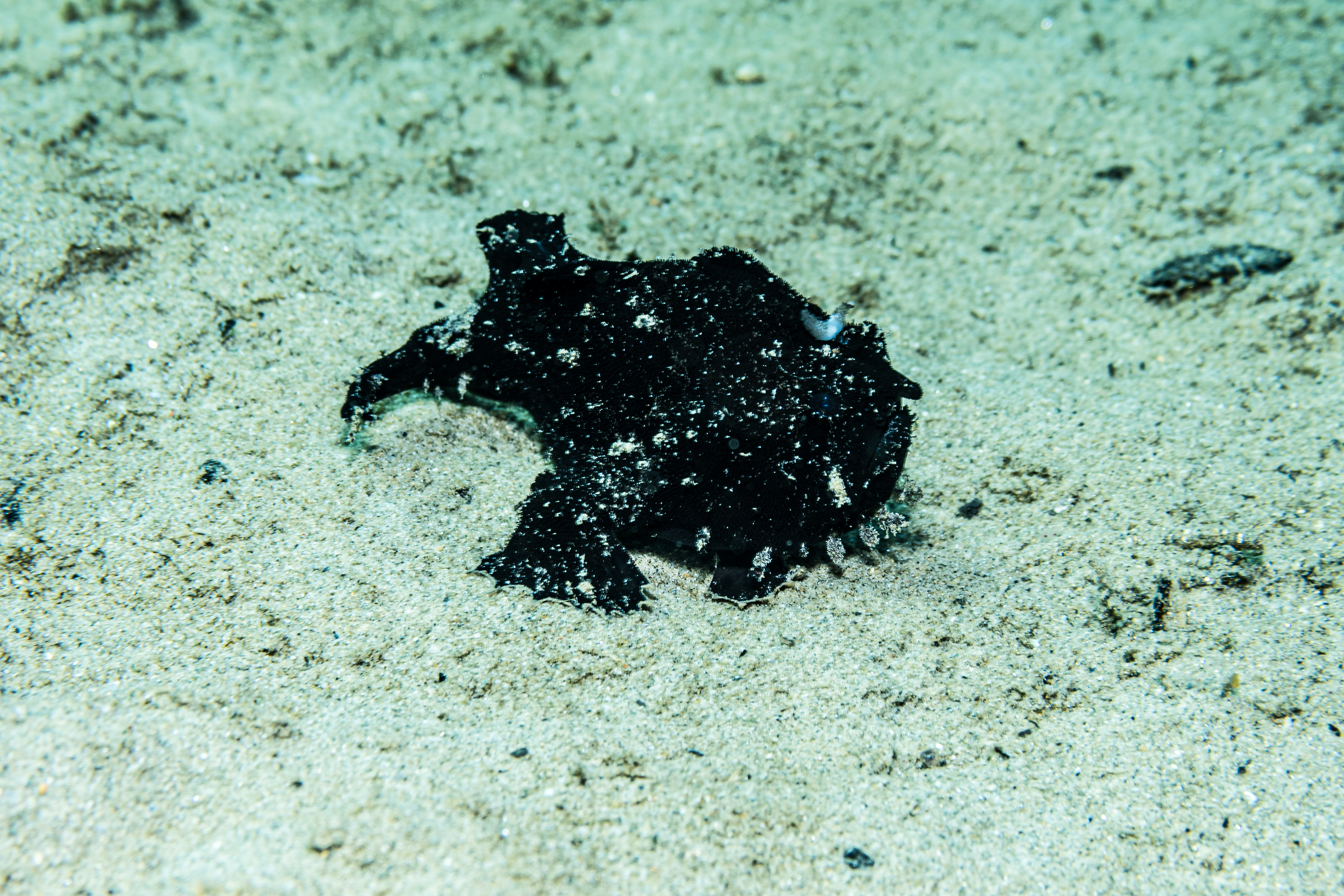 Striate Anglerfish