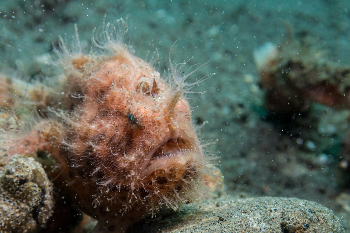 Striate Anglerfish hero image