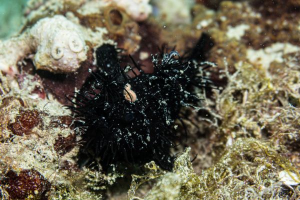 Striate Anglerfish - Photo 2