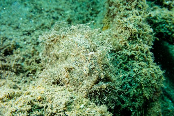 Striate Anglerfish - Photo 8