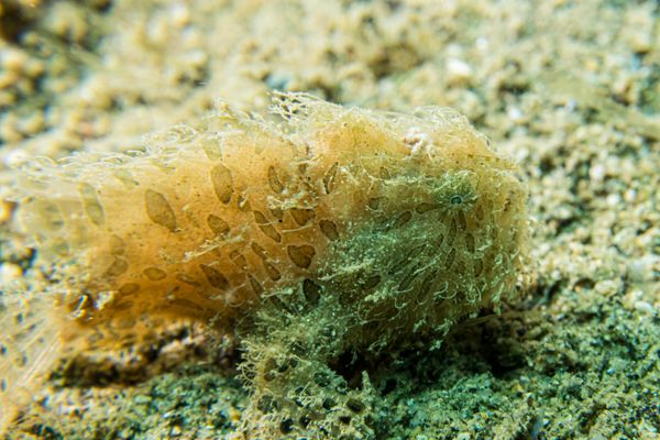 Striate Anglerfish - Photo 11