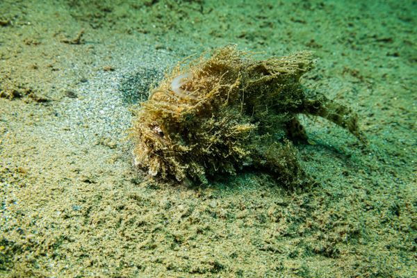 Striate Anglerfish - Photo 12