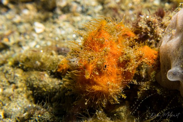Striate Anglerfish
