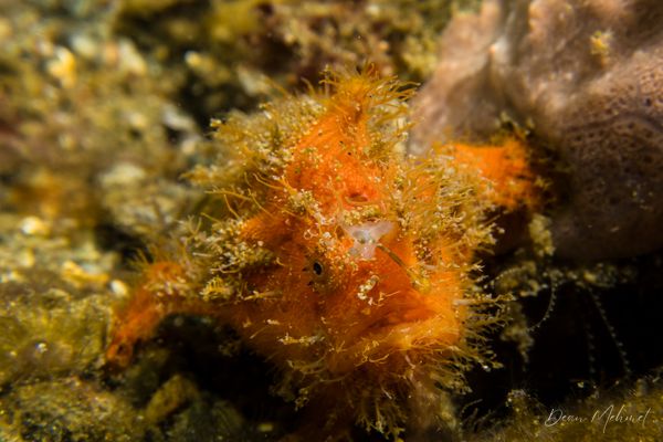 Striate Anglerfish