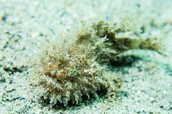 Striate Anglerfish - Photo 15