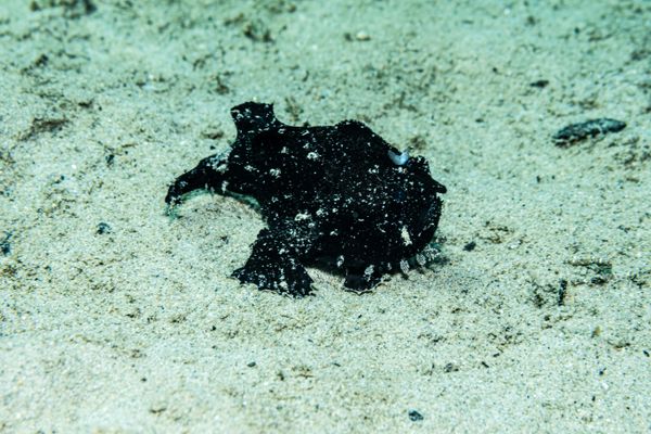Striate Anglerfish - Photo 16