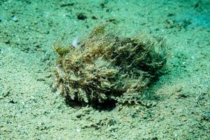Striate Anglerfish