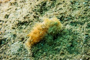 Striate Anglerfish