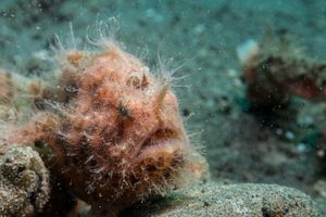 Striate Anglerfish
