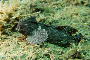 Perches, Scorpionfishes, Sticklebacks, and Allies representative species