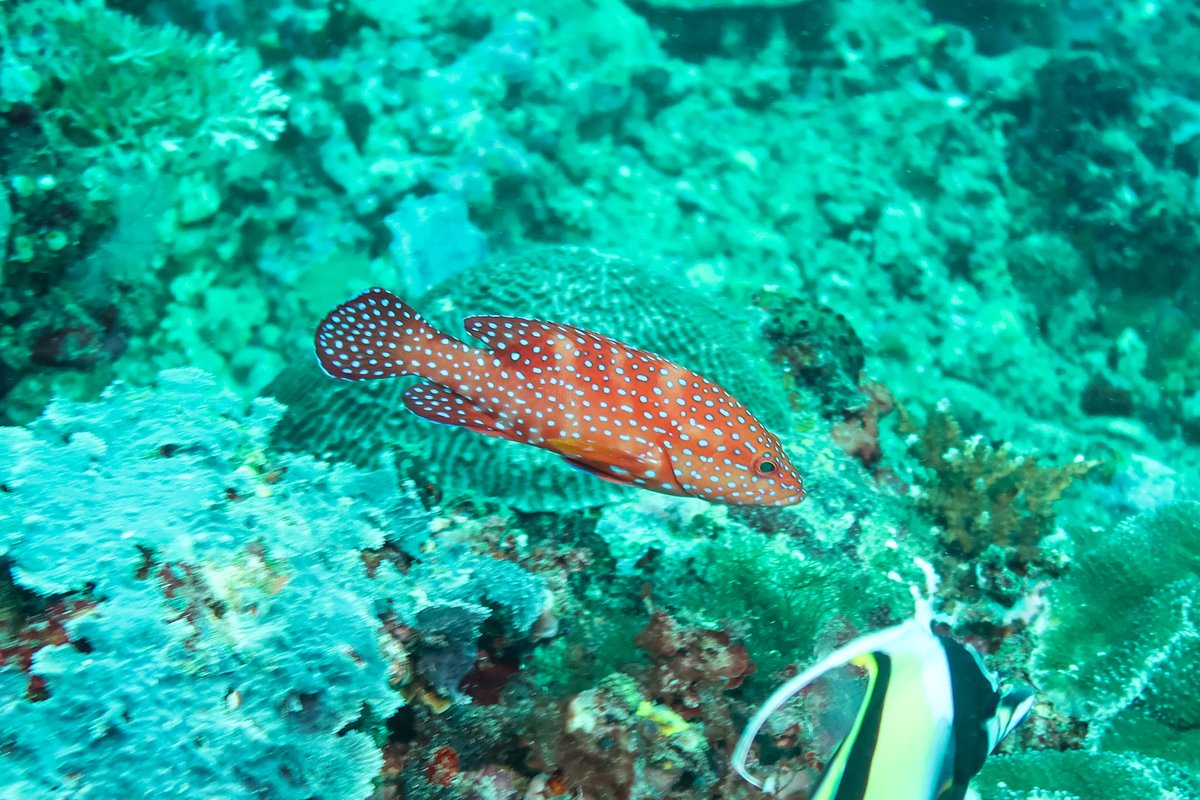 Coral Rockcod
