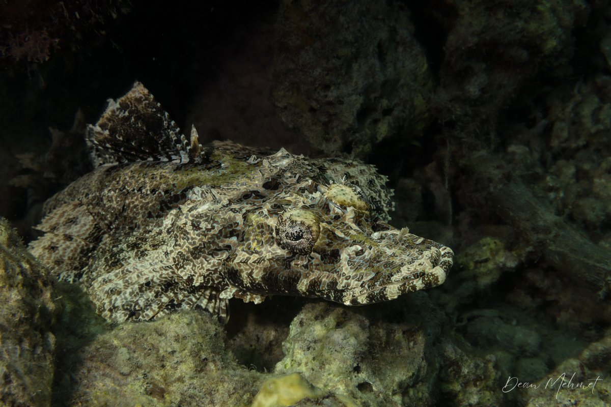 Crocodile Flathead hero image