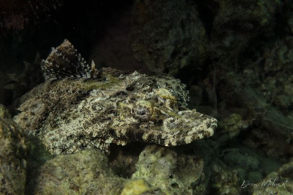 Crocodile Flathead - Photo 1