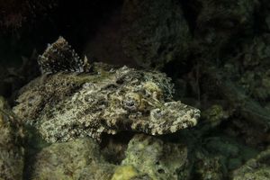 Perches, Scorpionfishes, Sticklebacks, and Allies representative species