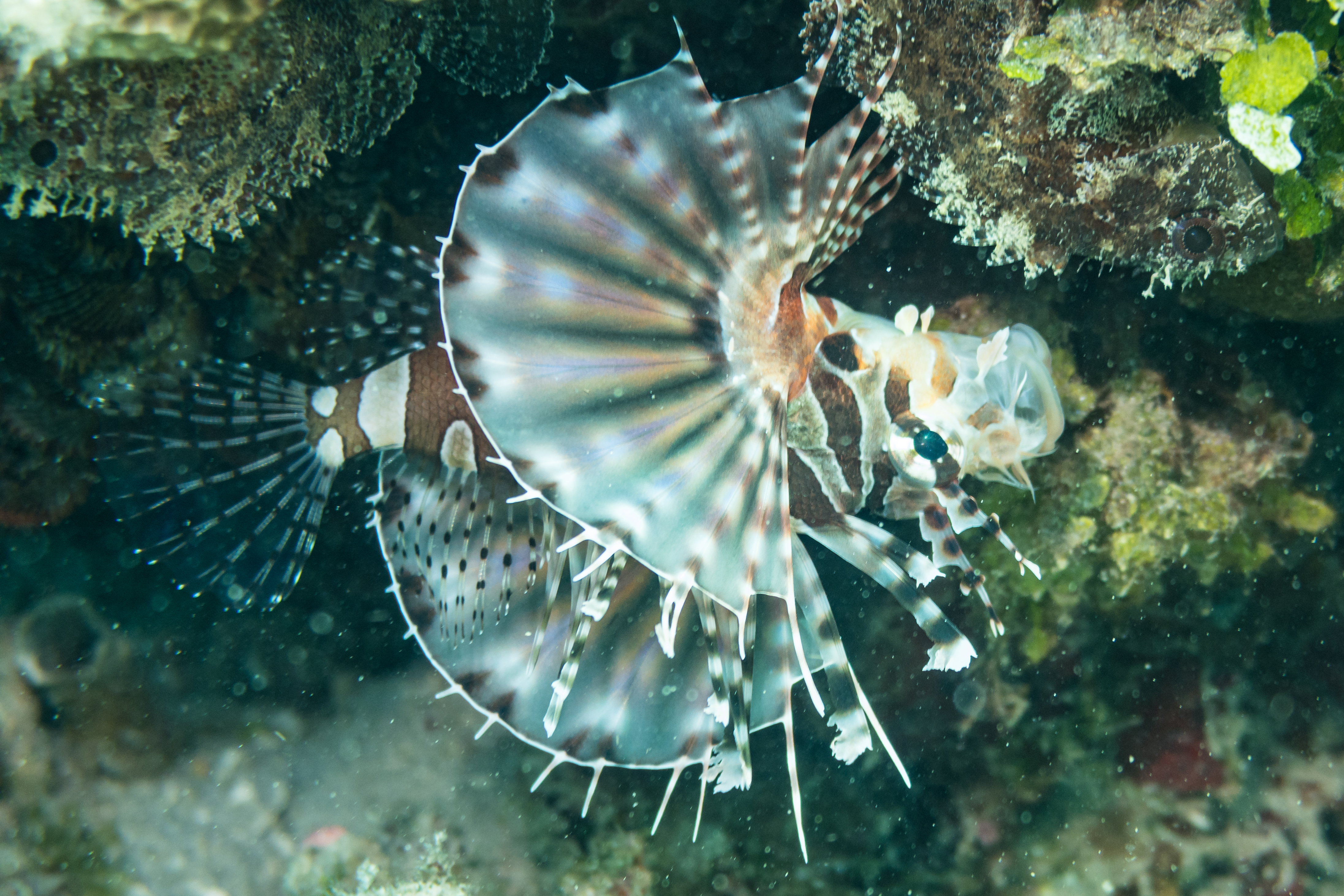 Zebra Lionfish