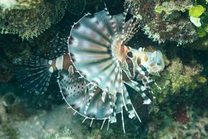Perches, Scorpionfishes, Sticklebacks, and Allies representative species