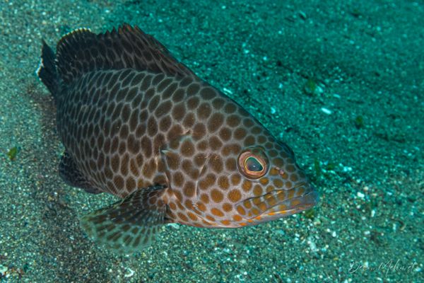 Yellowspotted Rockcod - Photo 1