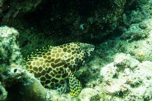 Grouper representative species