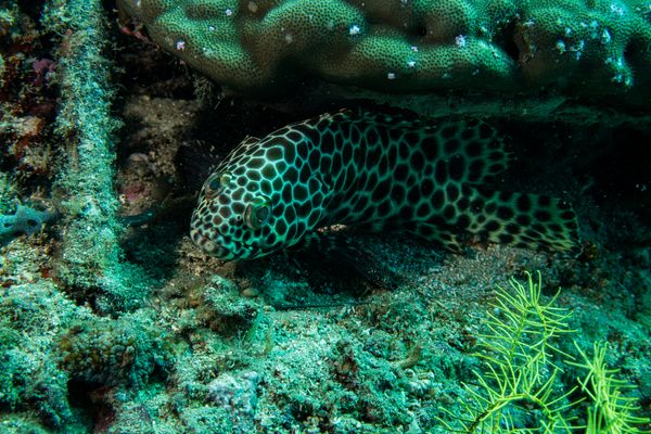 Longfin Rockcod - Photo 1