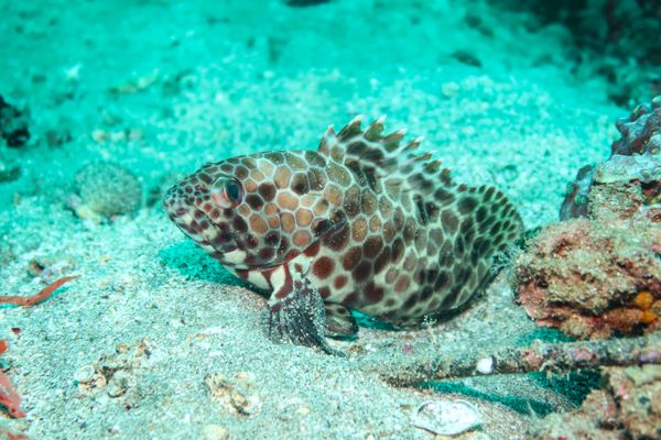 Longfin Rockcod - Anilao - 12 June 2025 - Dive 1