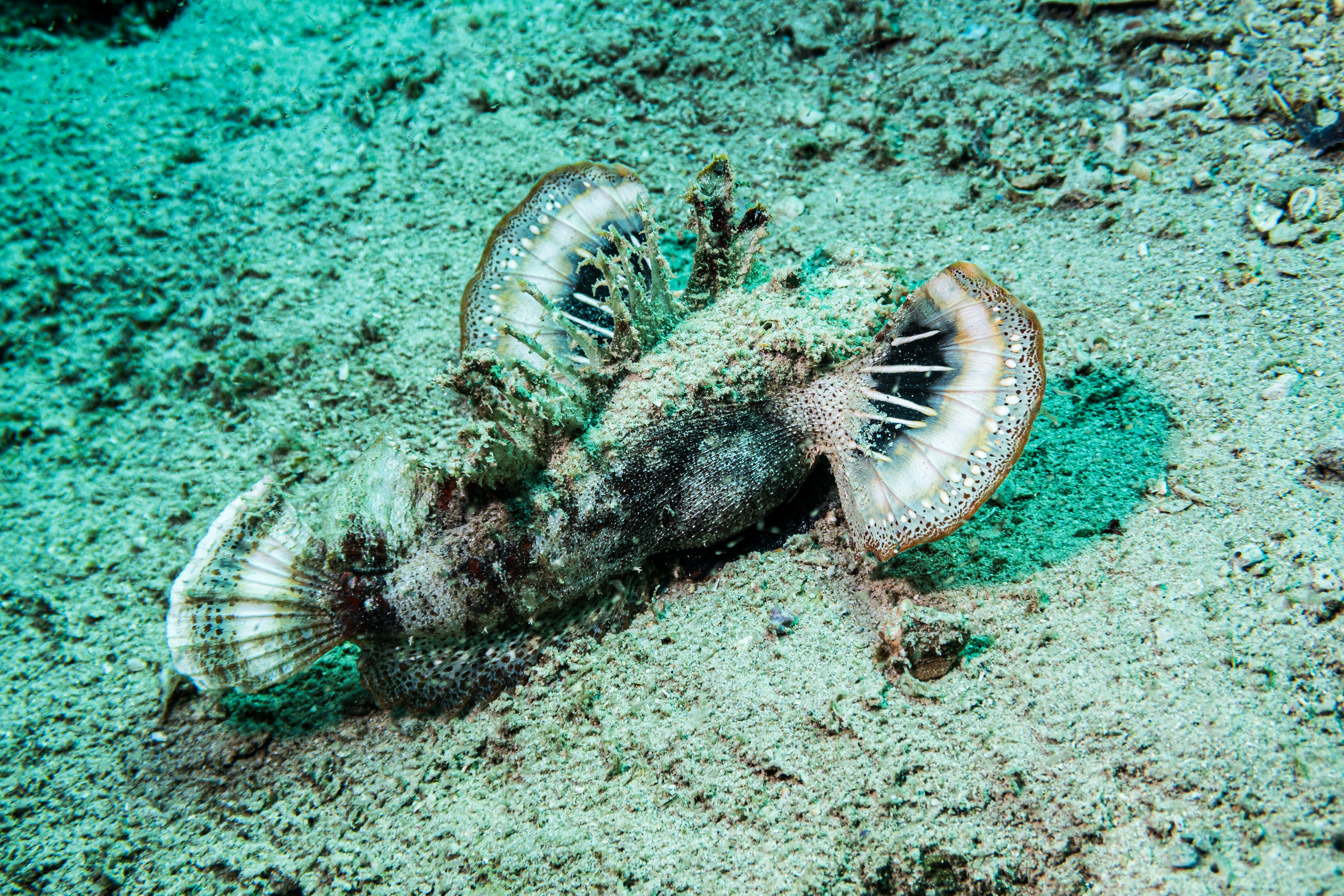 Longsnout Stingerfish