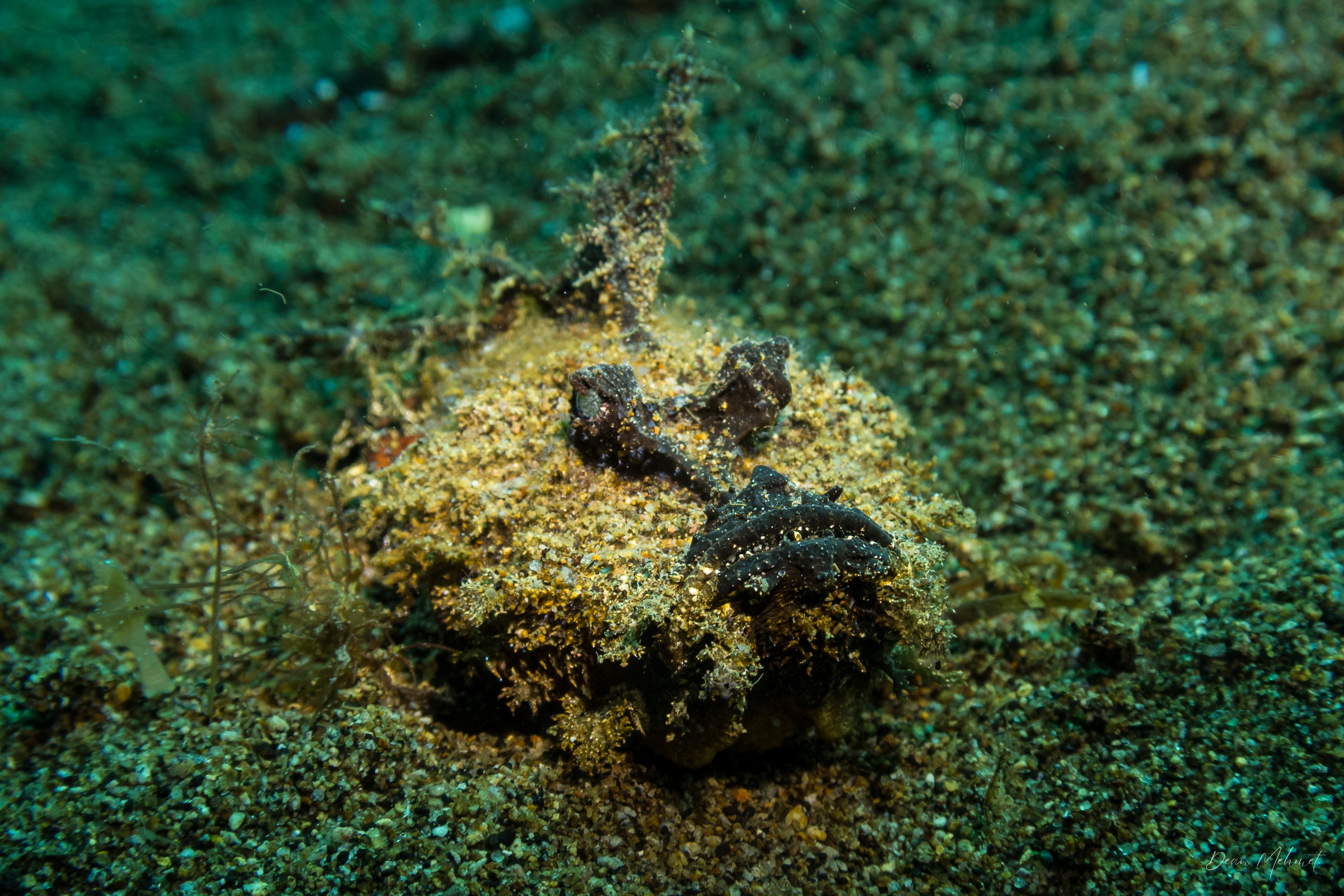 Longsnout Stingerfish